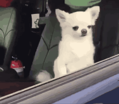 ScreenRecording_09-29-2019 12-14-39.gif